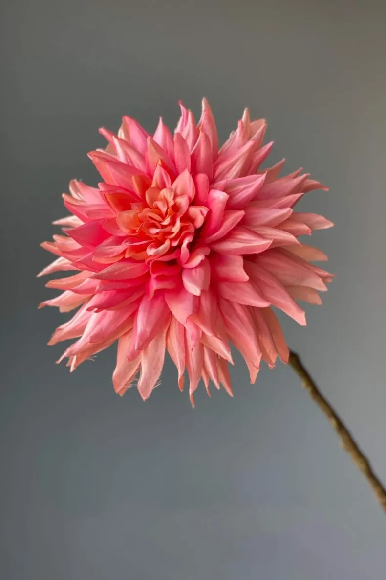 Pip Kunstbloemen Vanilla Bloom